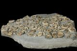 Ammonite (Promicroceras) Mass Mortality - Lyme Regis #130621-3